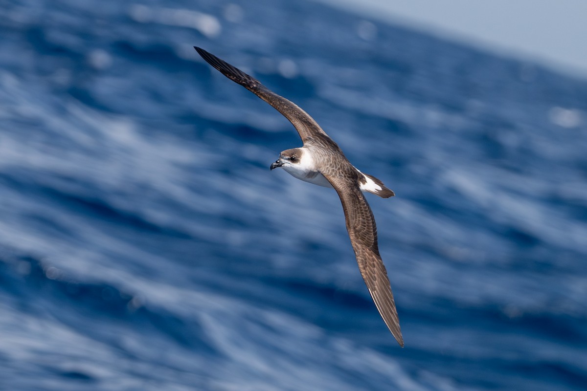 Black-capped Petrel - Tanya Smythe