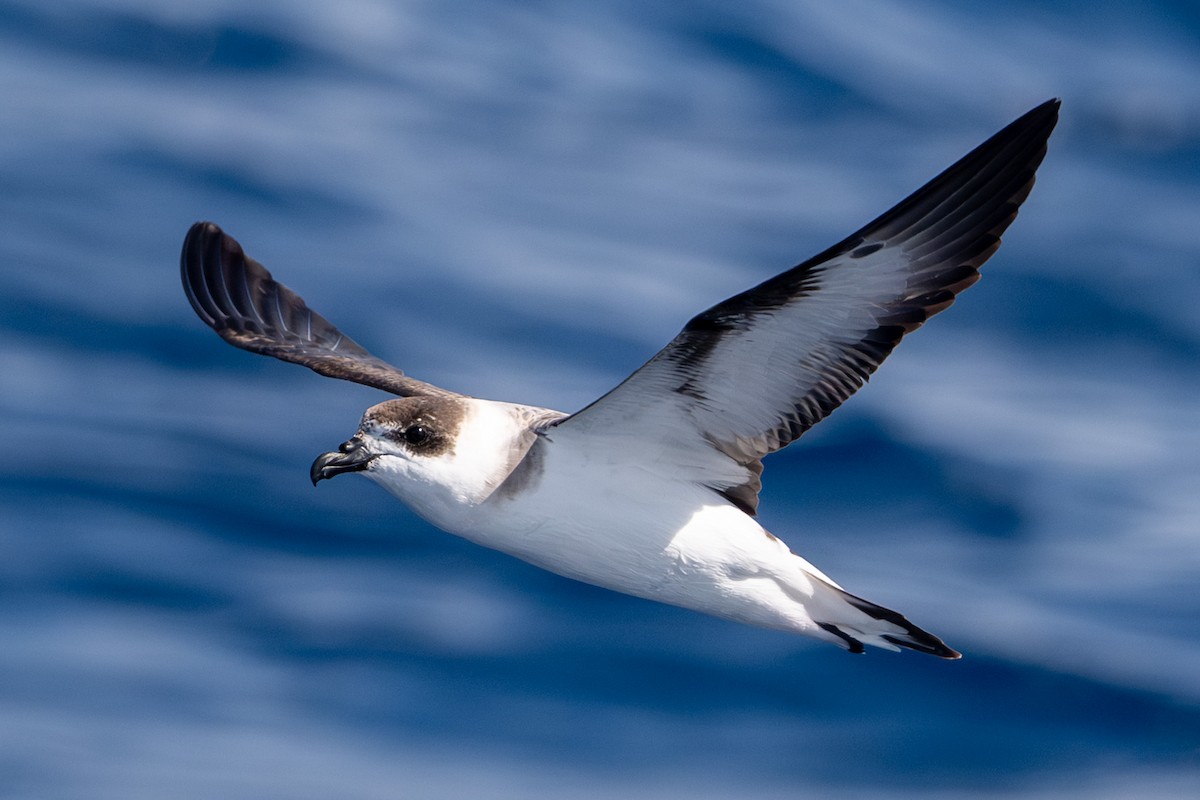 Black-capped Petrel - Tanya Smythe