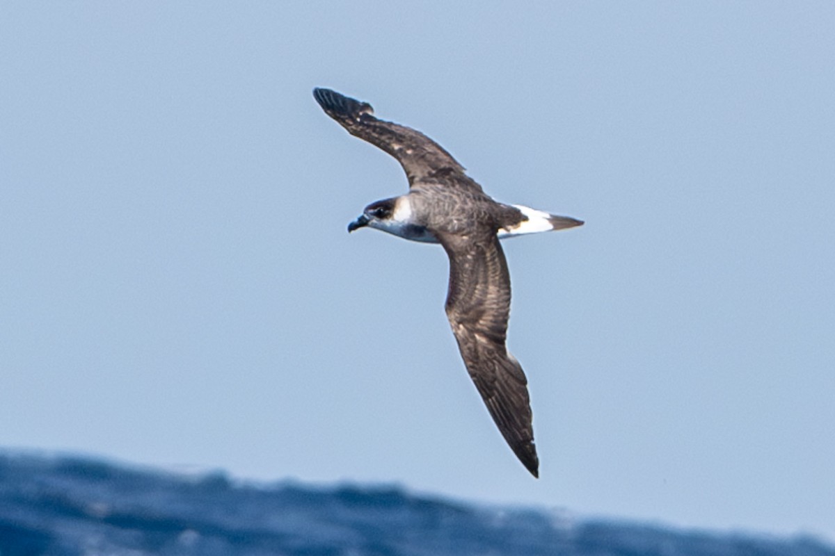 Black-capped Petrel - Tanya Smythe