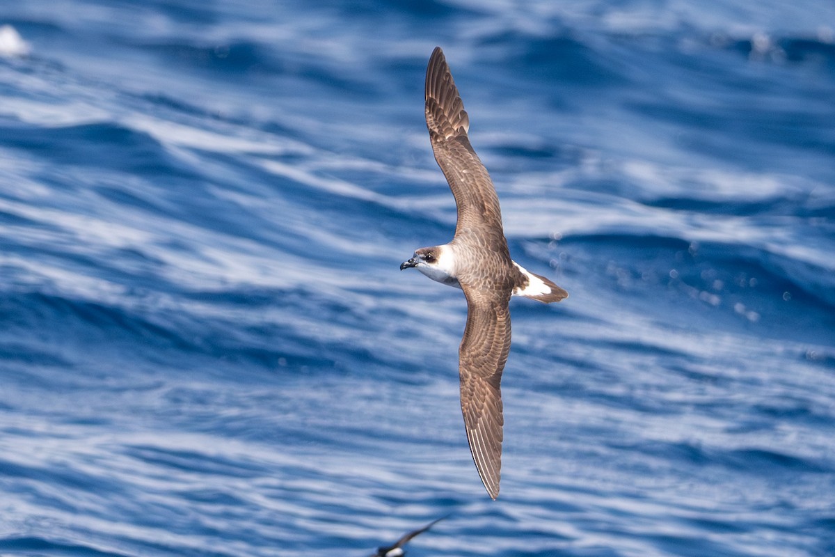 Black-capped Petrel - Tanya Smythe