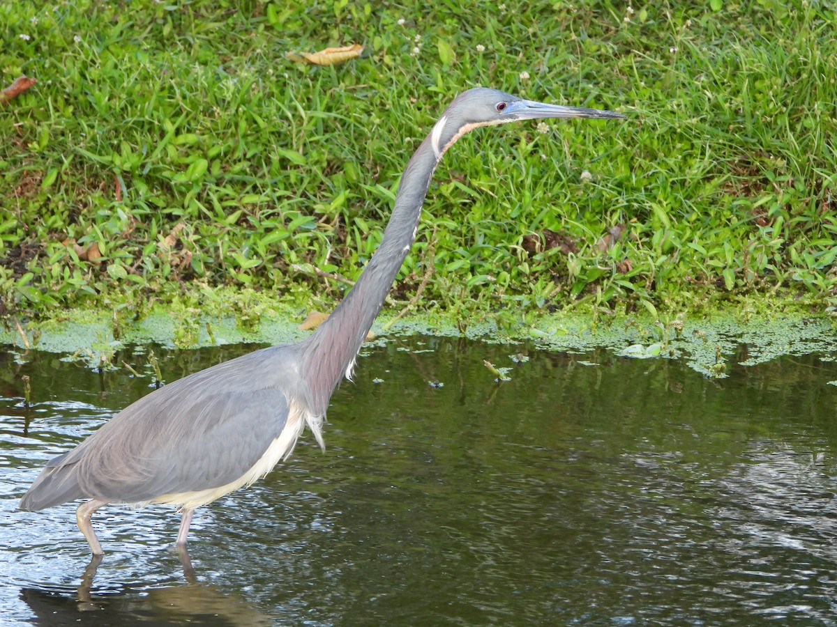 Tricolored Heron - Michelle Gonzalez