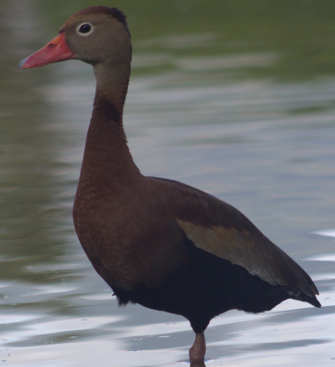 Black-bellied Whistling-Duck - ML618821209