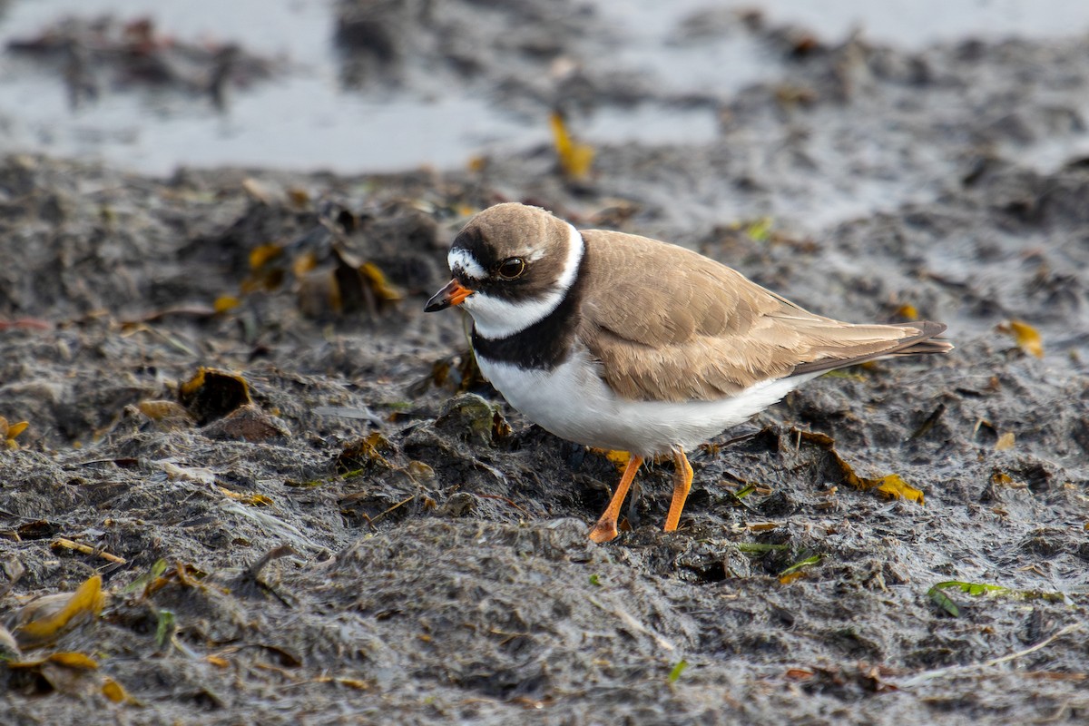 Semipalmated Plover - Robin Corcoran