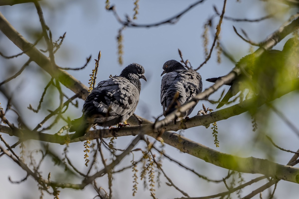 Rock Pigeon (Feral Pigeon) - Vivek Saggar