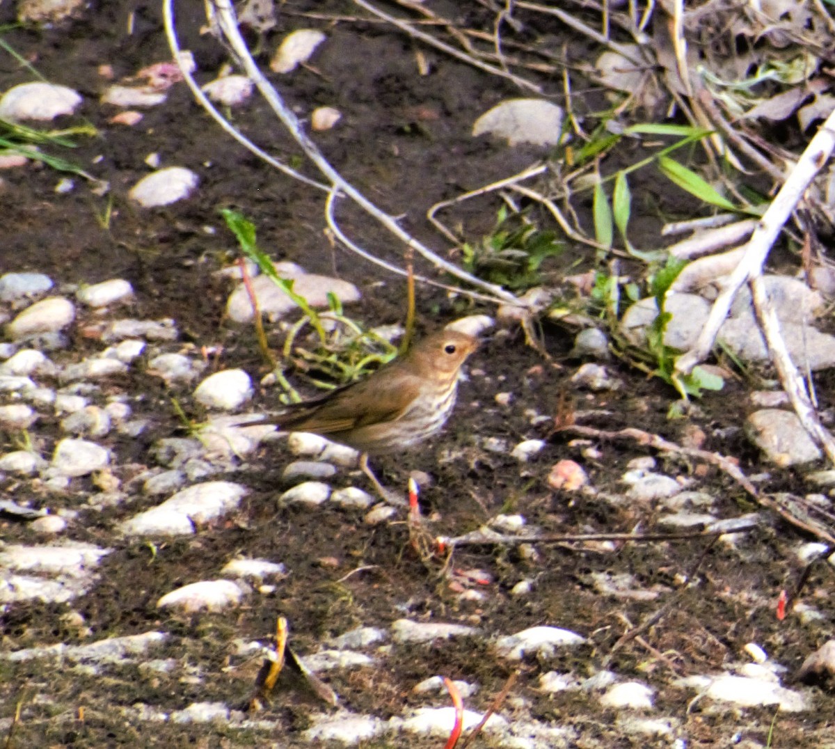 Swainson's Thrush - Patricia Floyd