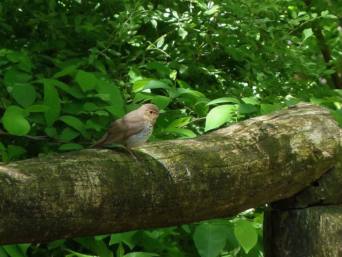 Swainson's Thrush - Asher Perkins