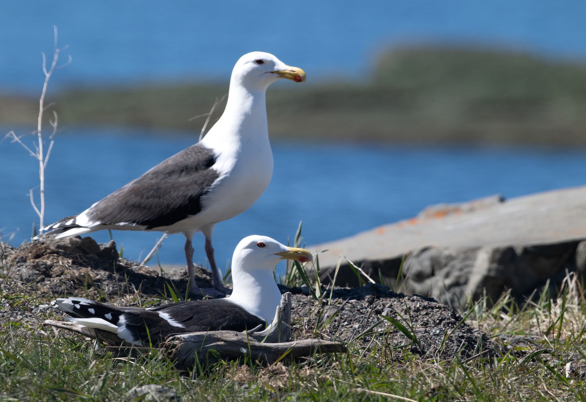 Great Black-backed Gull - Christine Pelletier et (Claude St-Pierre , photos)