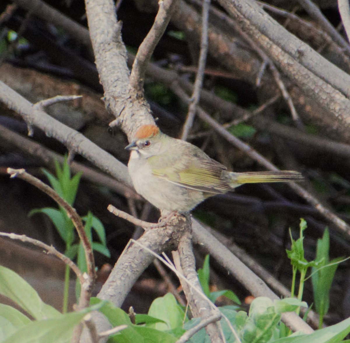 Green-tailed Towhee - Patricia Floyd