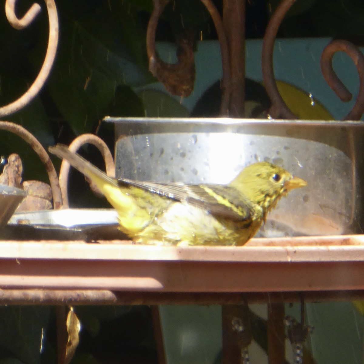 Western Tanager - ML618821250