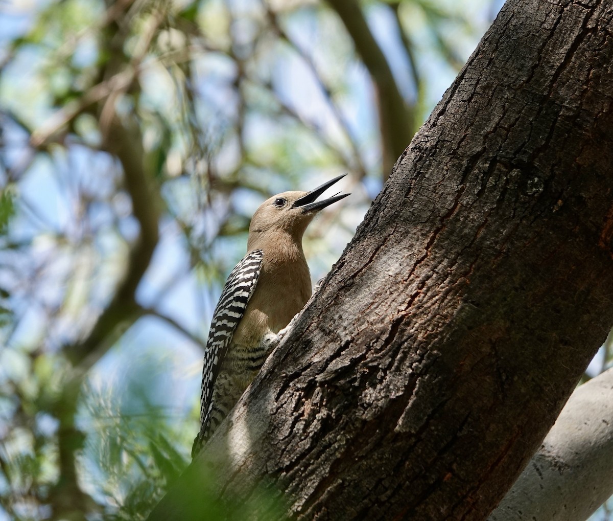 Gila Woodpecker - Andrew Bailey