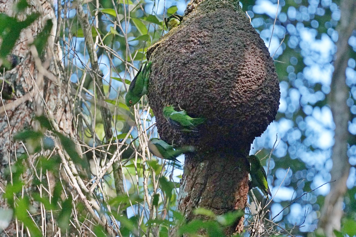 Brown-backed Parrotlet - Daniel M Haddad - RJ