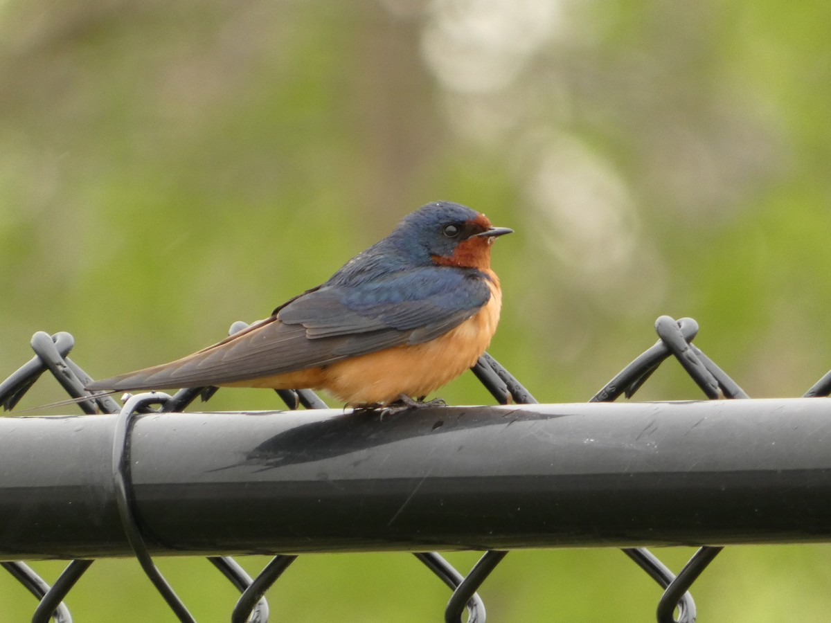 Barn Swallow - Jeff DeRuyter