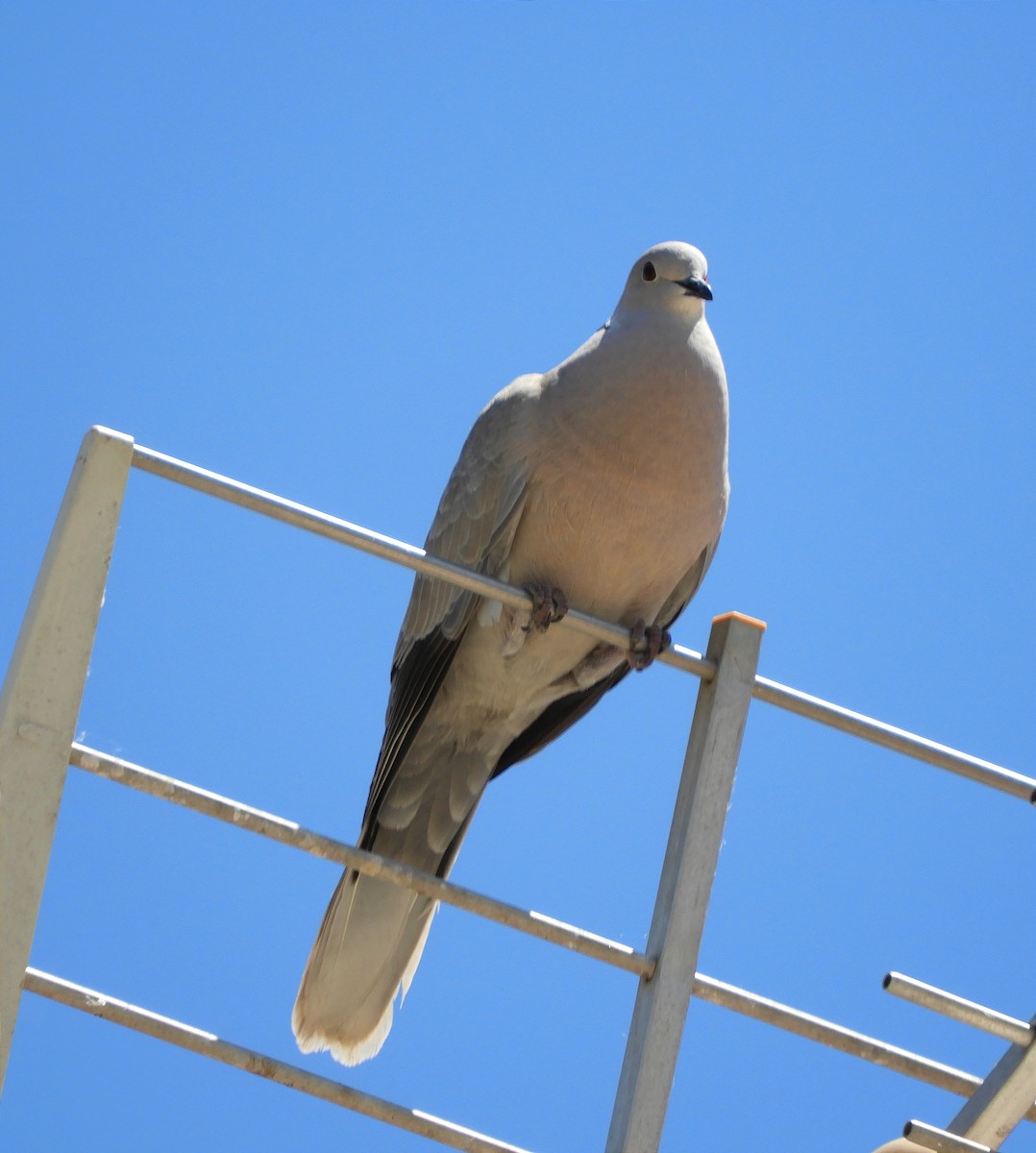 Eurasian Collared-Dove - Miguel Folgado