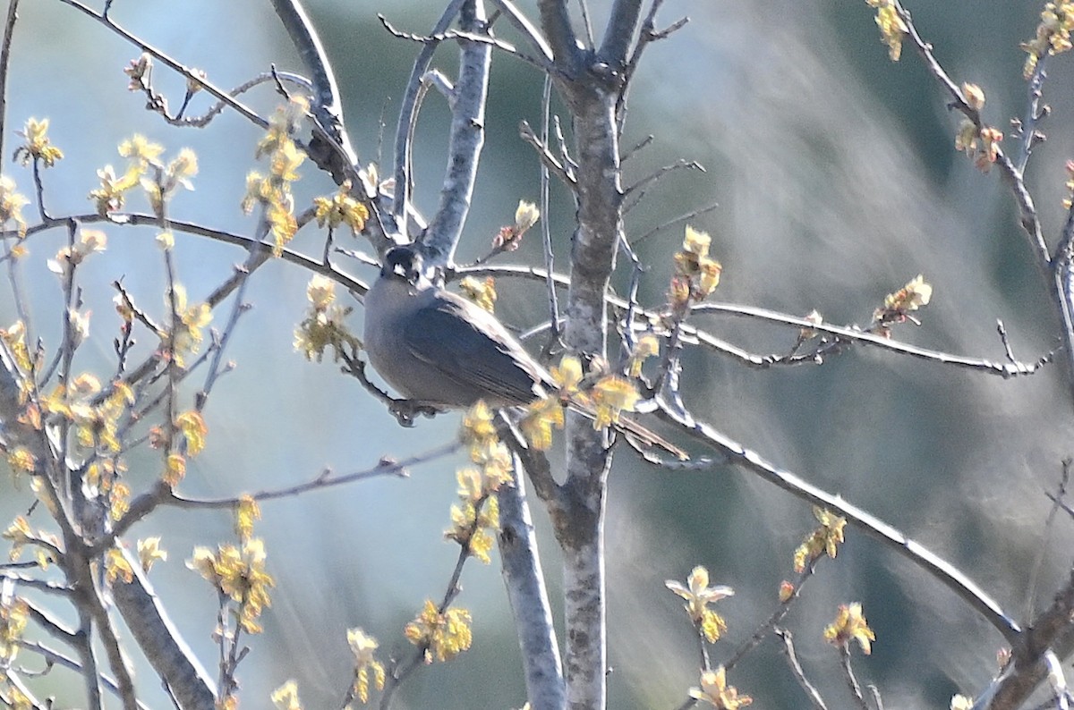 Gray Catbird - Damian Vraniak