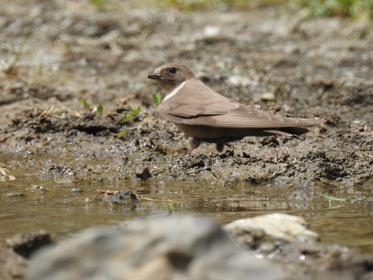 Eurasian Crag-Martin - ML618821301