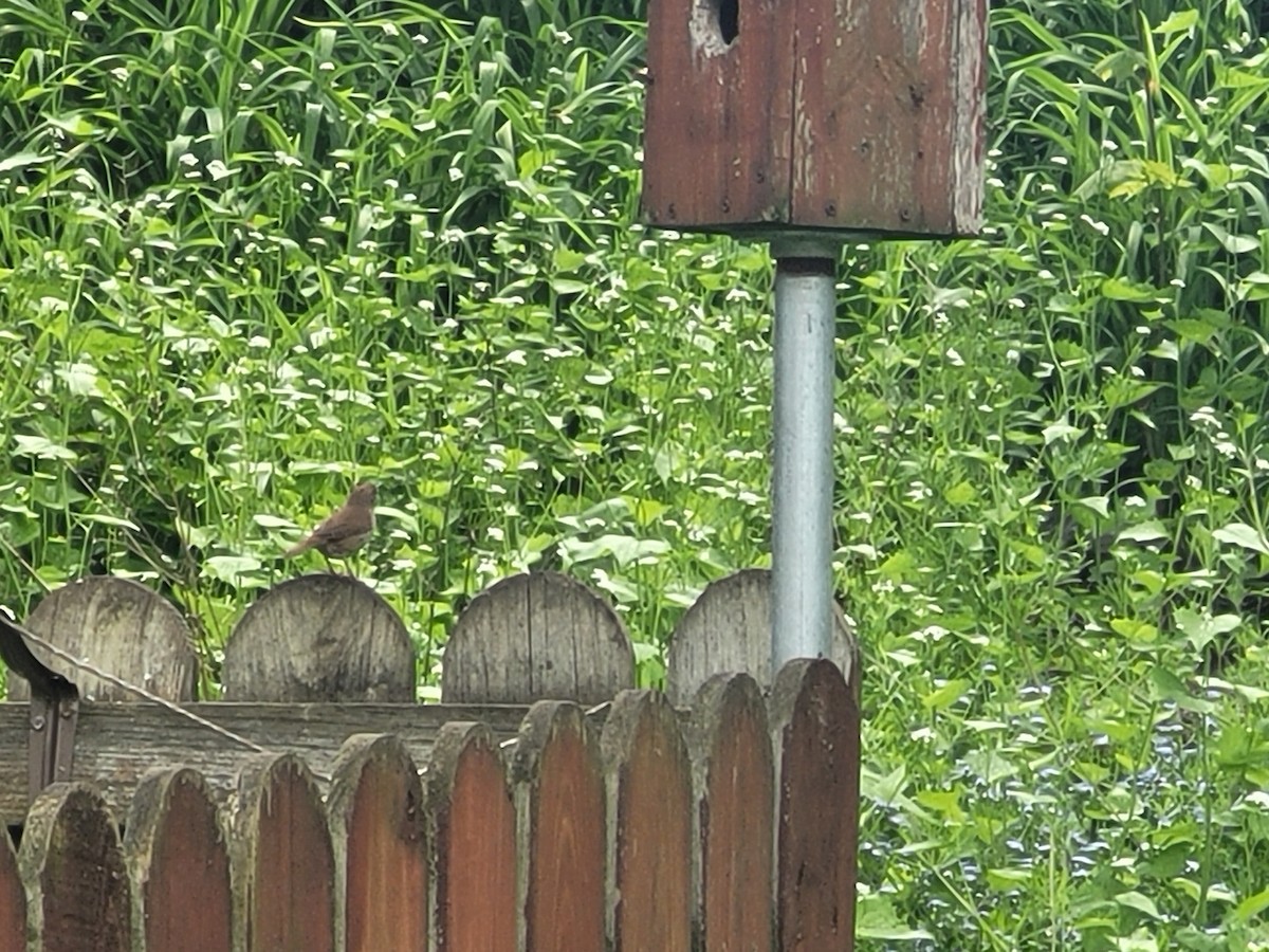 House Wren - Matthew Howard