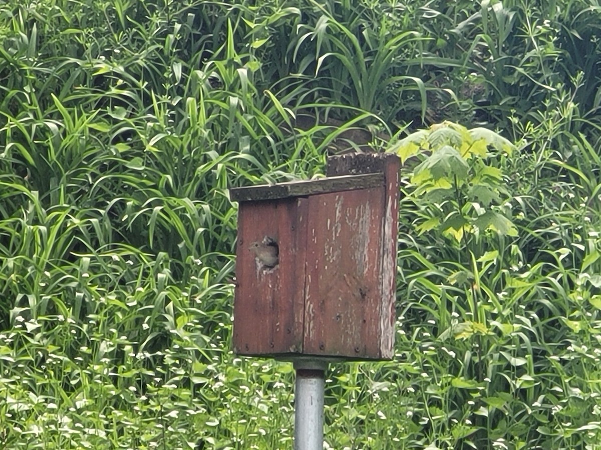 House Wren - Matthew Howard