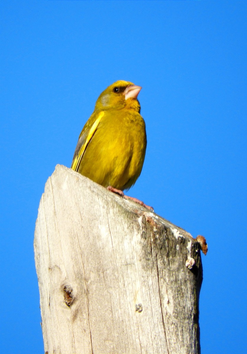 European Greenfinch - ML618821342