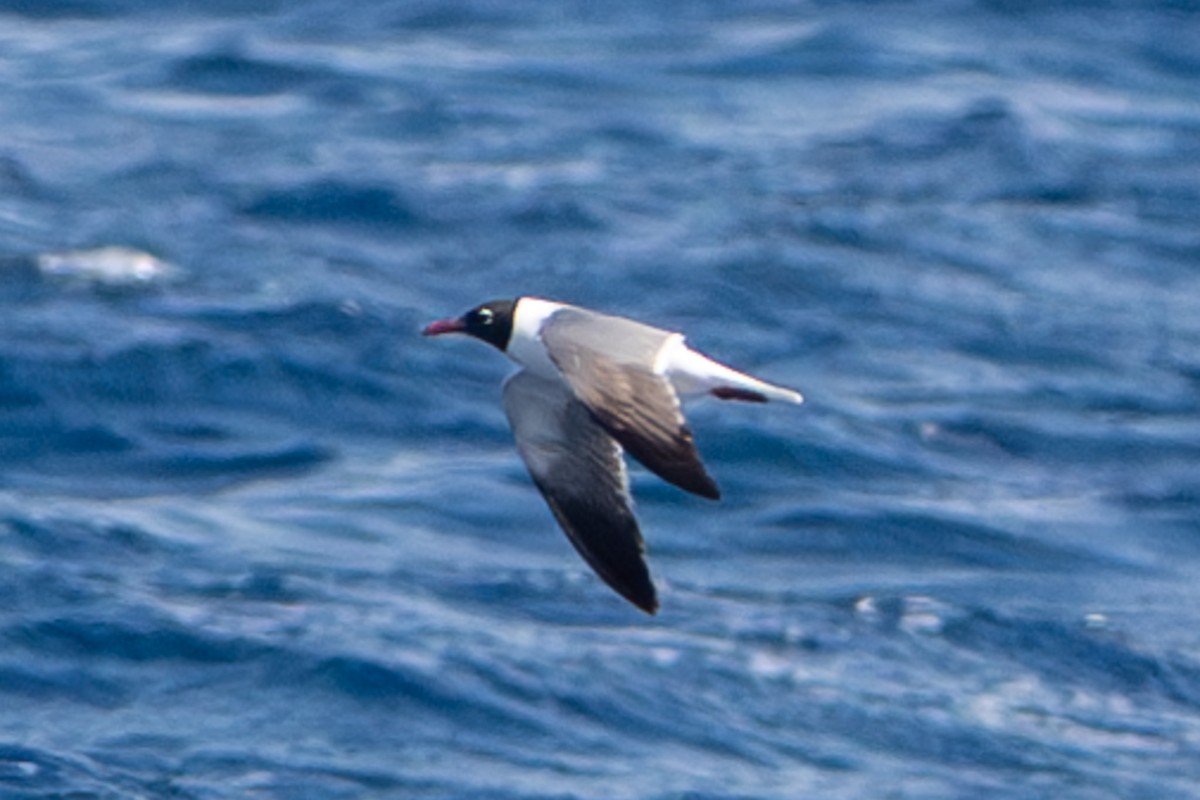 Laughing Gull - ML618821362