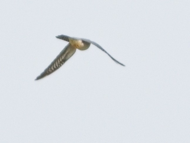 Common Cuckoo - Dan Brown