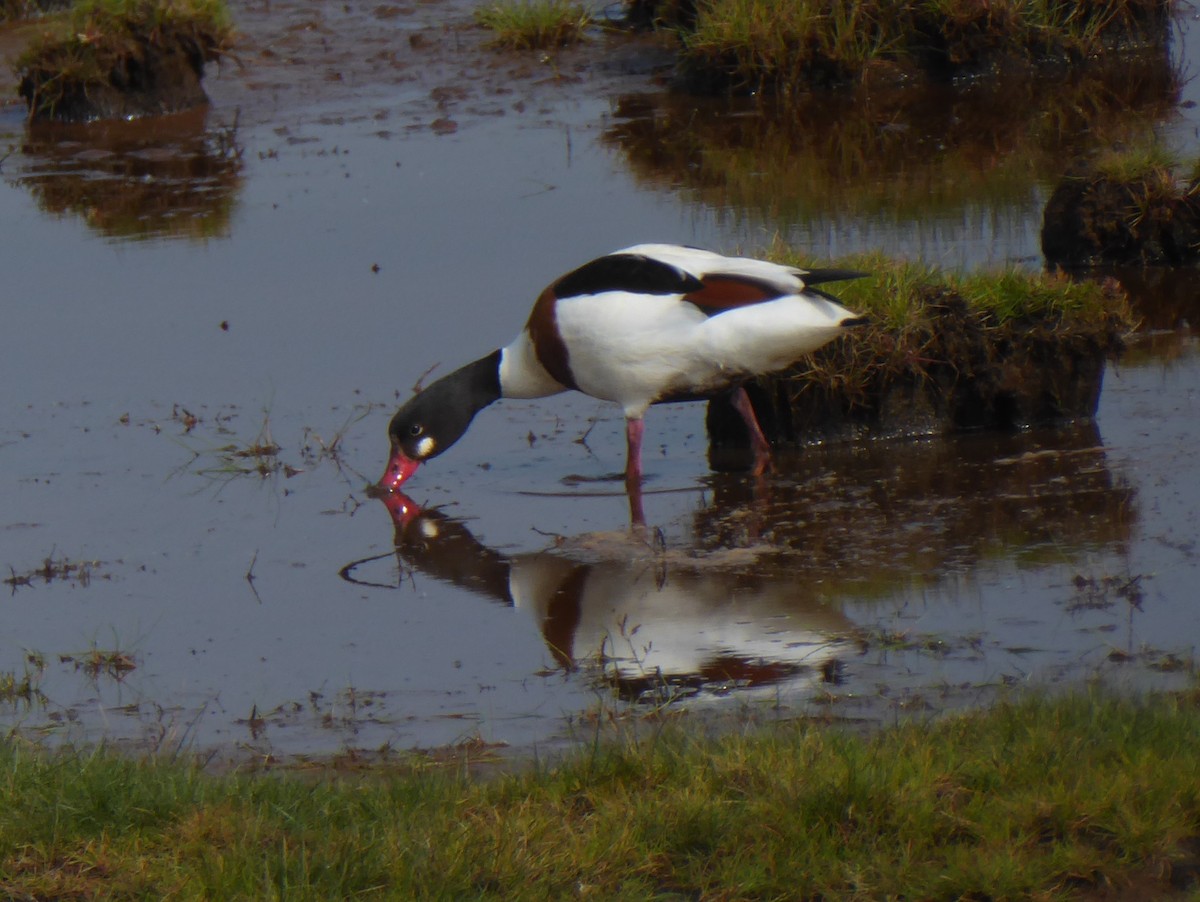 Common Shelduck - Jason Anderson