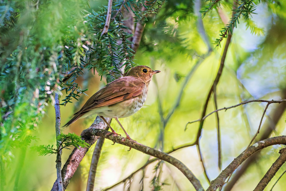 Swainson's Thrush - Richard Pockat