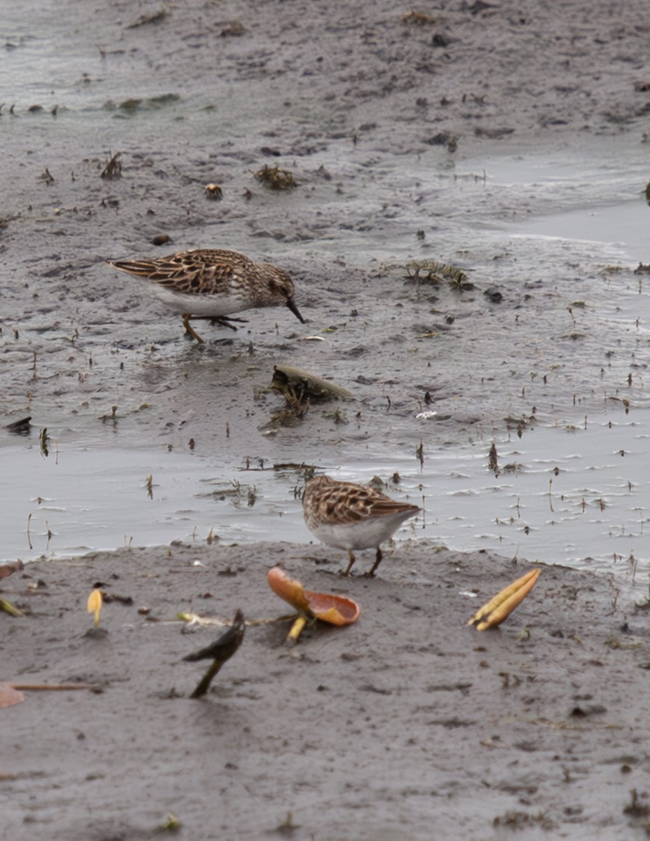 Least Sandpiper - Sydney Peck