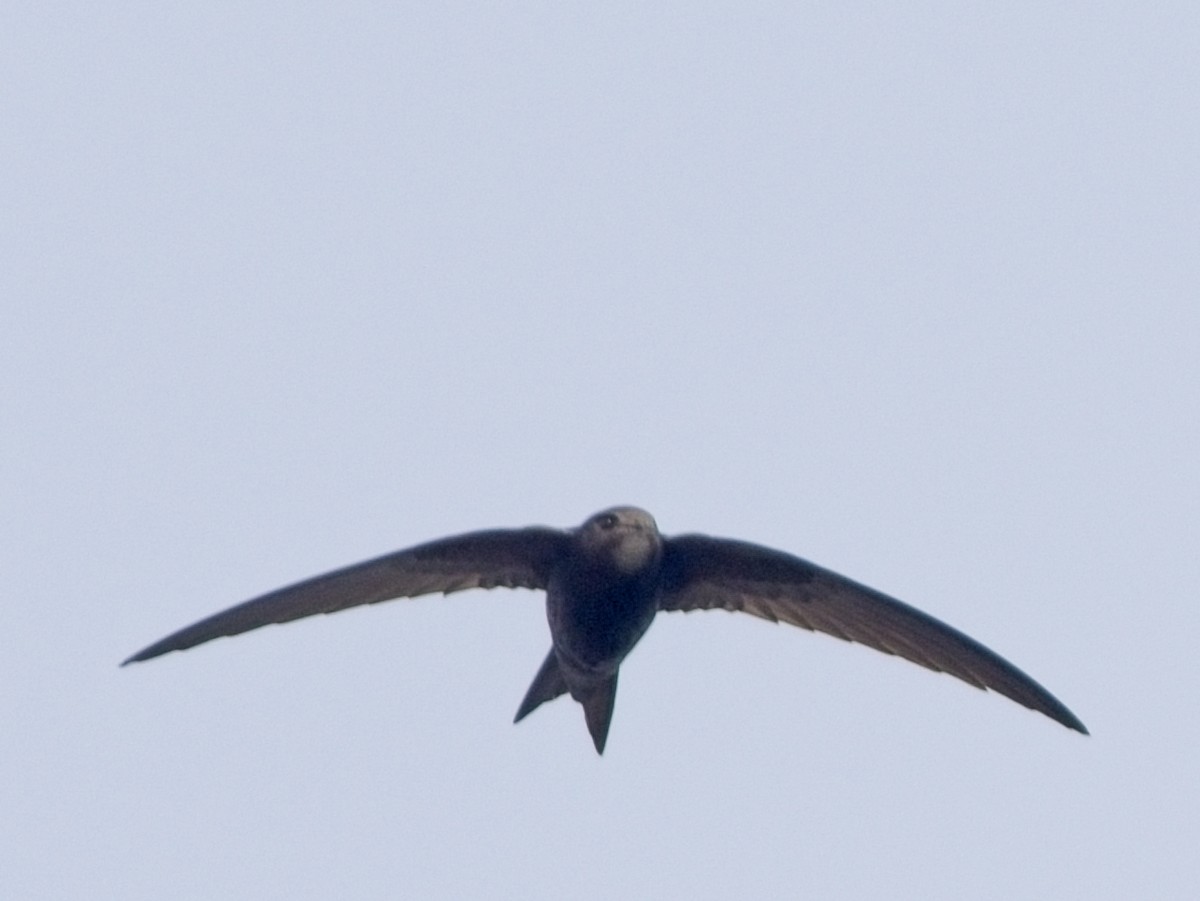 Common Swift - Dan Brown