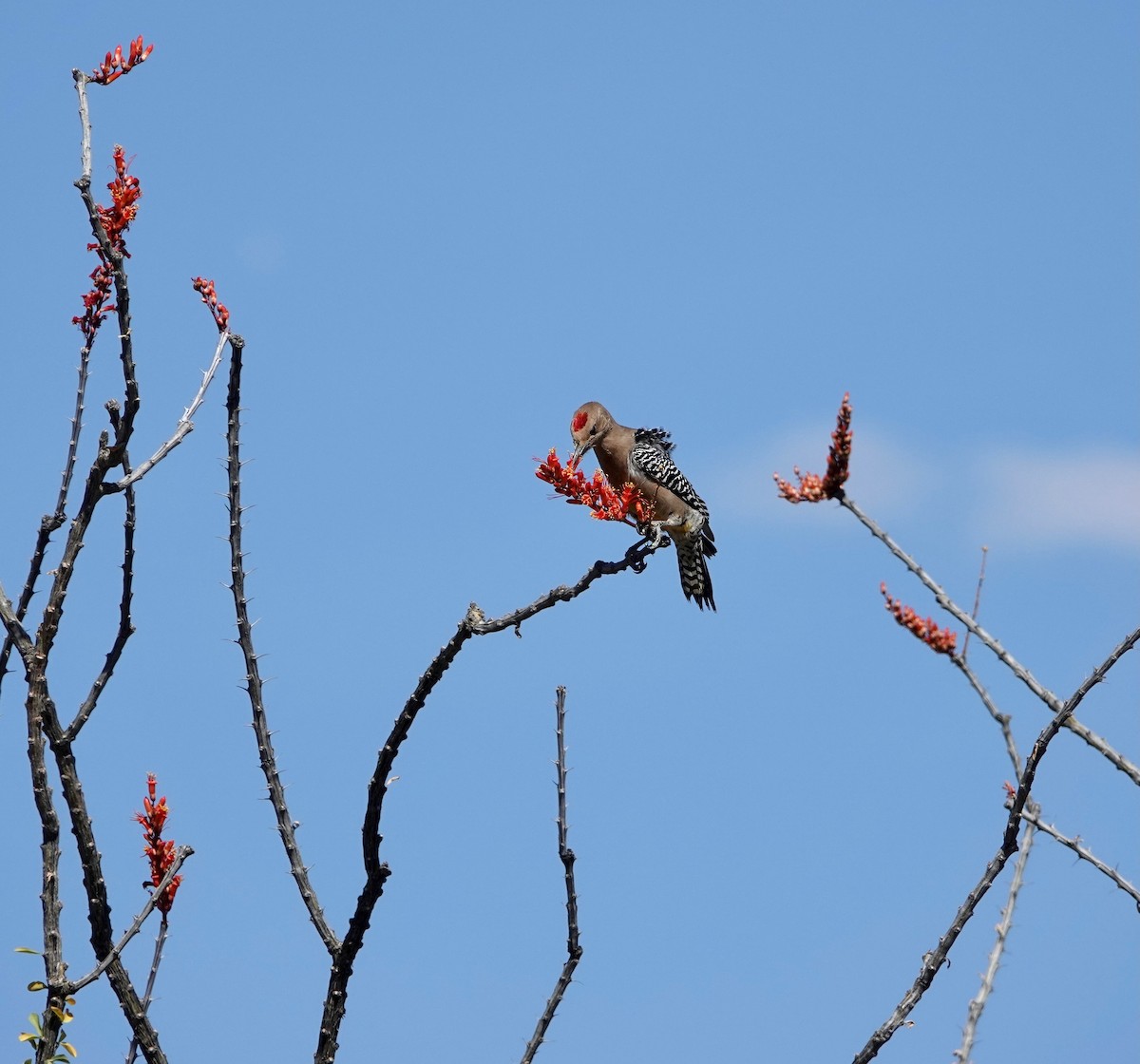 Gila Woodpecker - Andrew Bailey