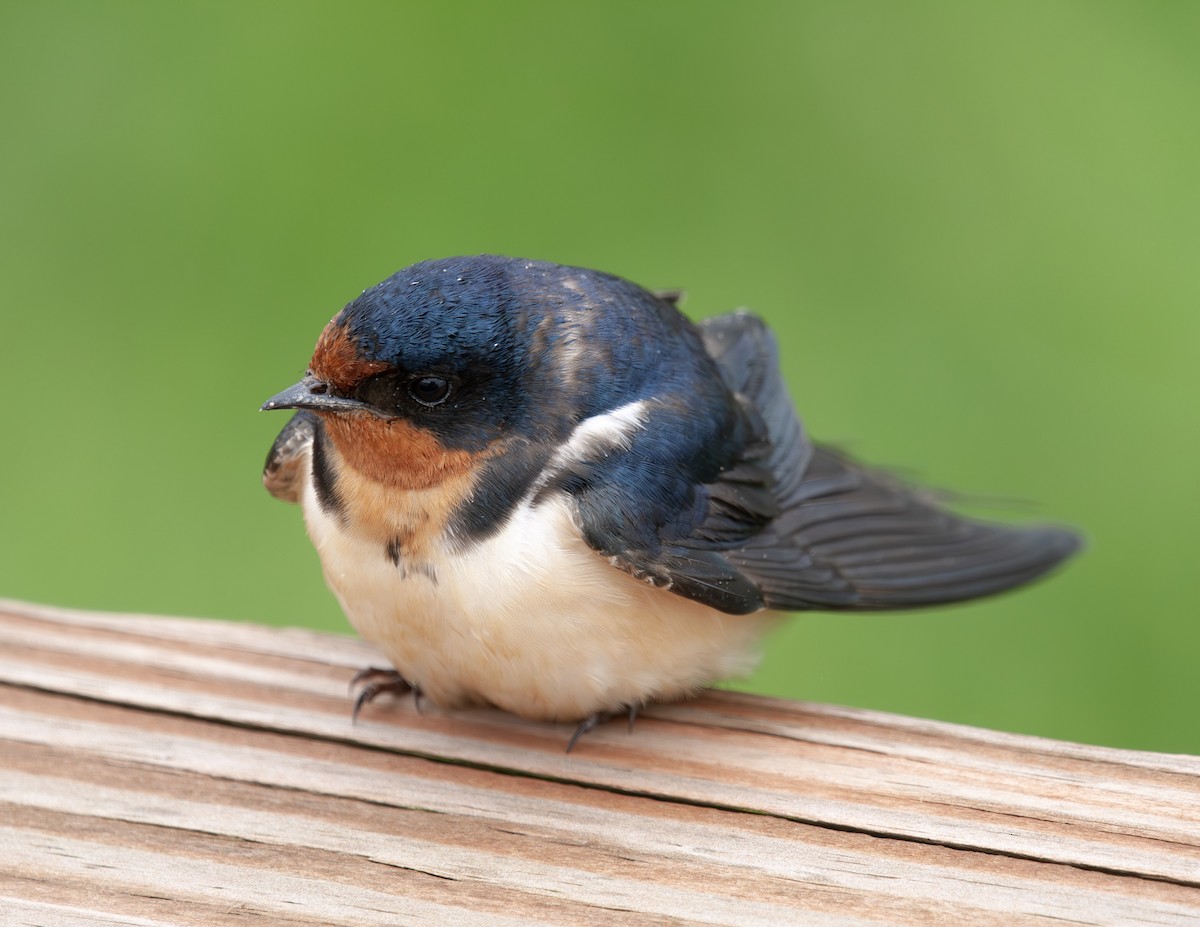 Barn Swallow - Sydney Peck