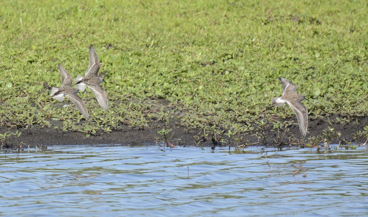 Semipalmated Sandpiper - ML618821414