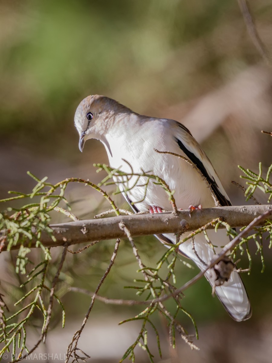 Picui Ground Dove - Pio Marshall