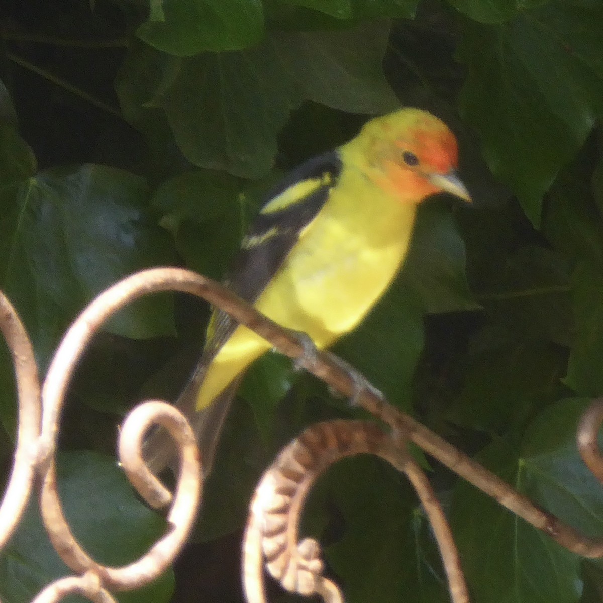 Western Tanager - ML618821420