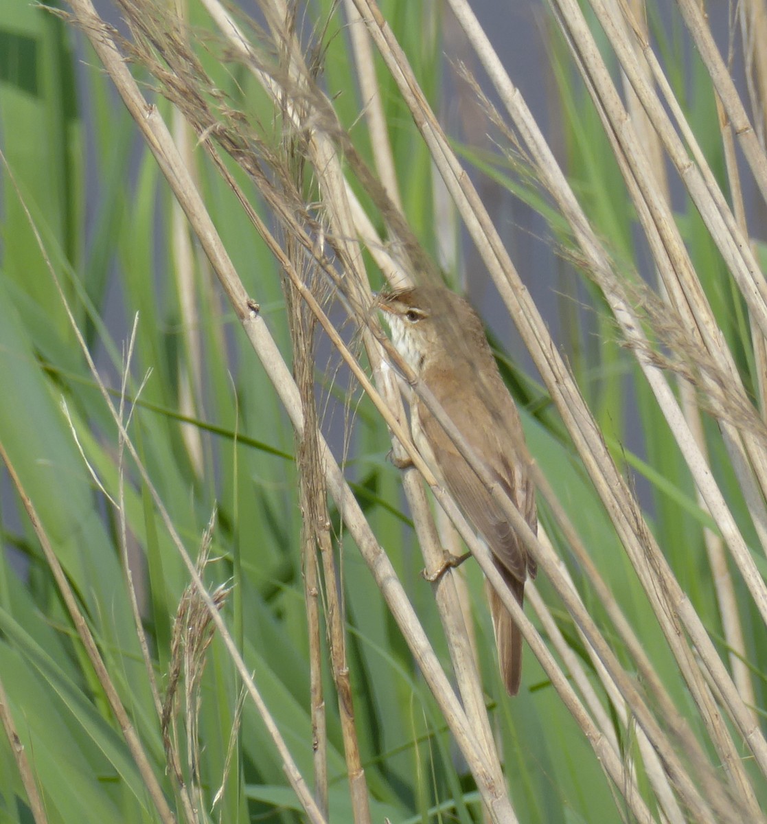 Common Reed Warbler - Jason Anderson