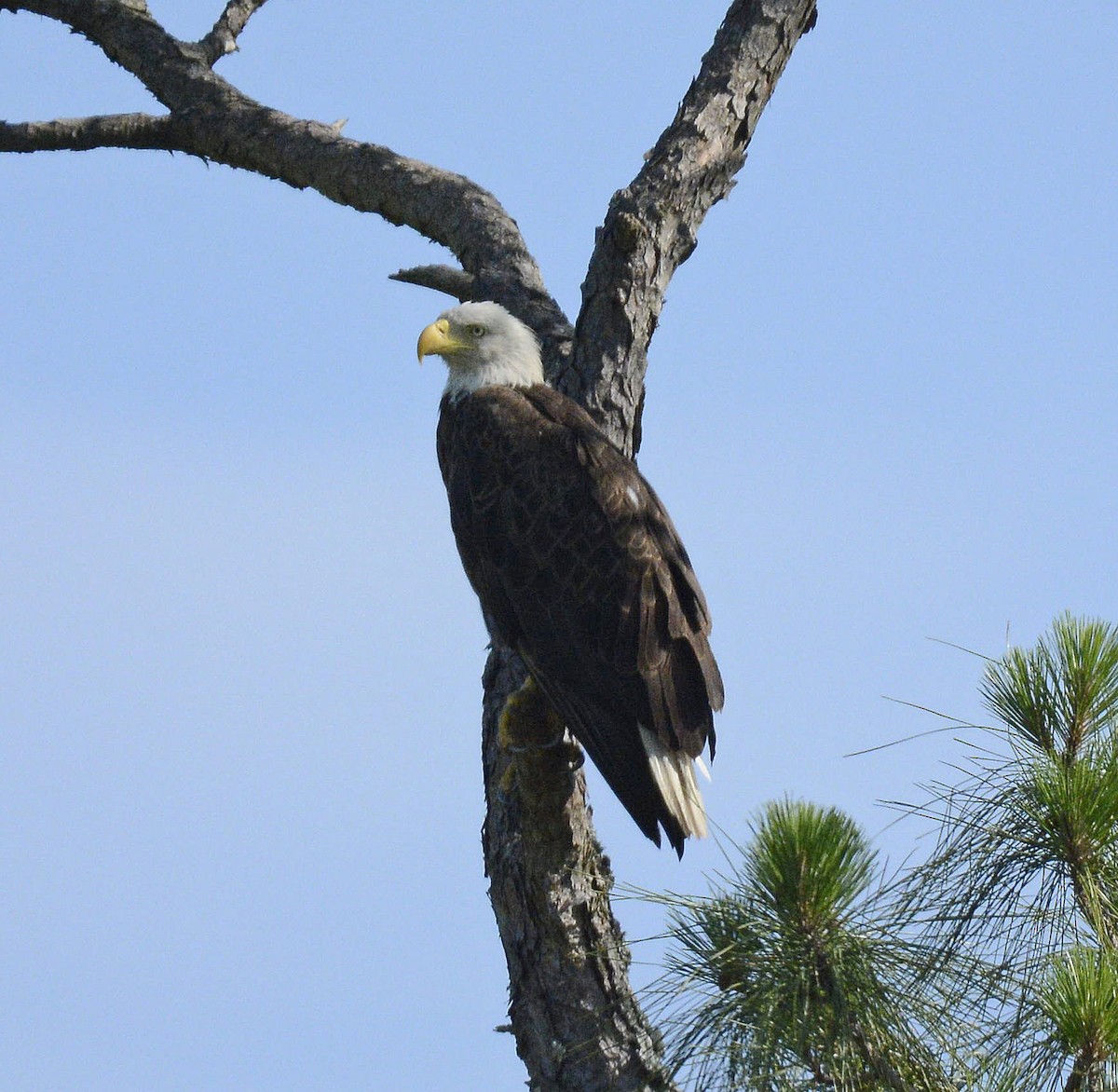 Bald Eagle - Patrick  Leary