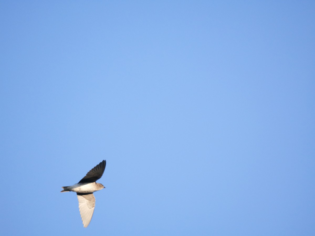 Southern Rough-winged Swallow - Gustavo Durán