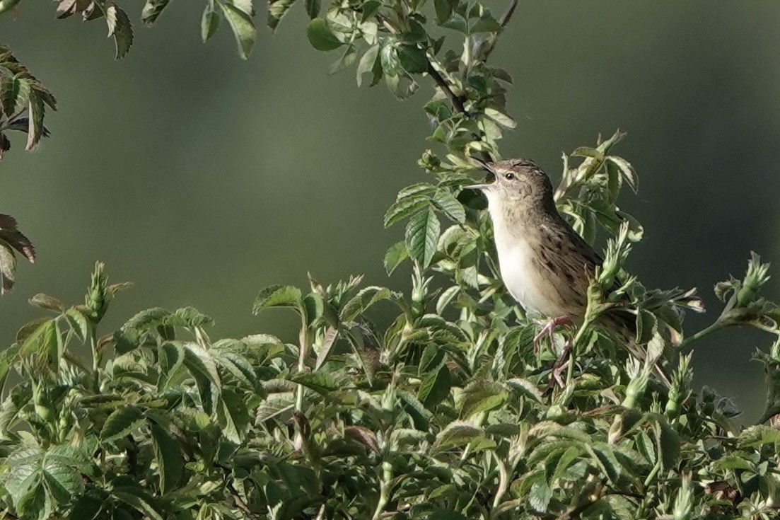 Common Grasshopper Warbler - David Oulsnam