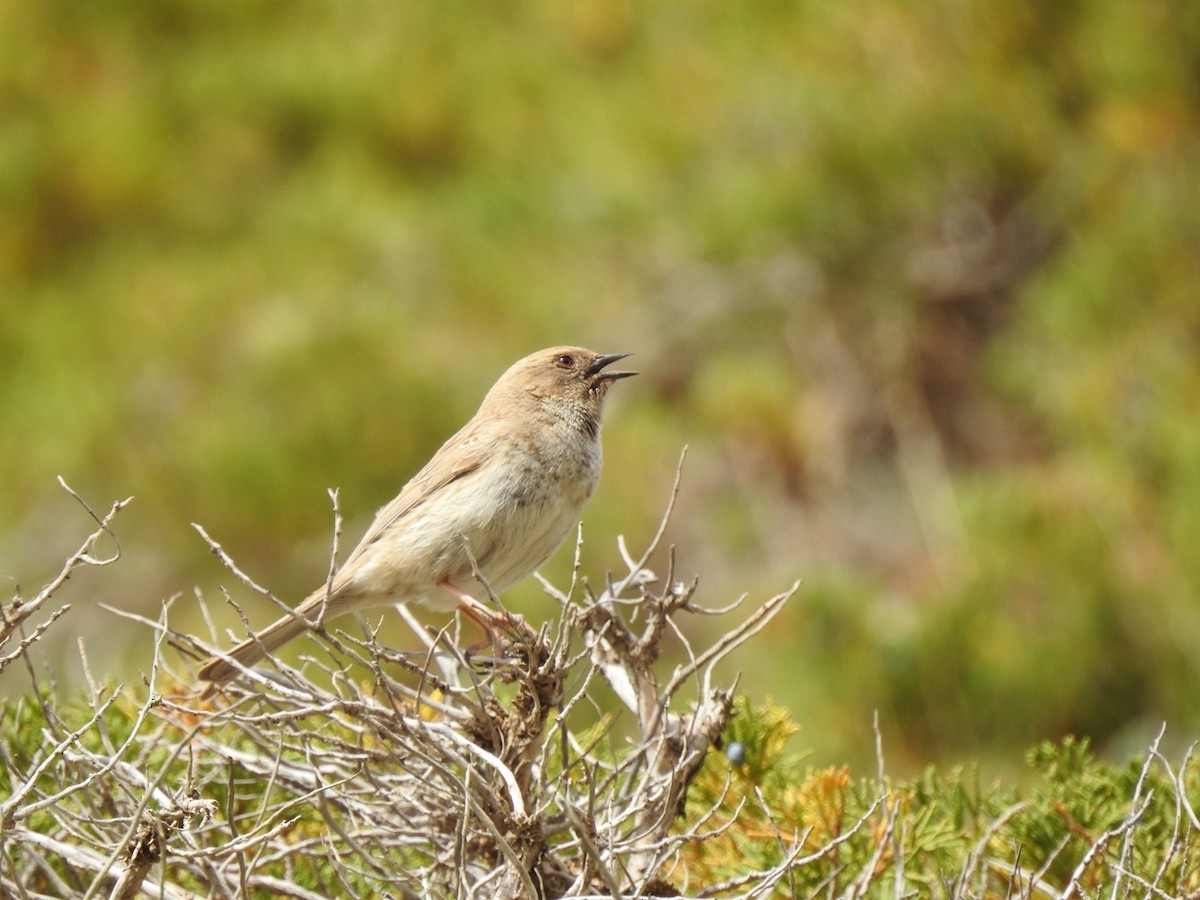 Mongolian Accentor - Filip Cwiok