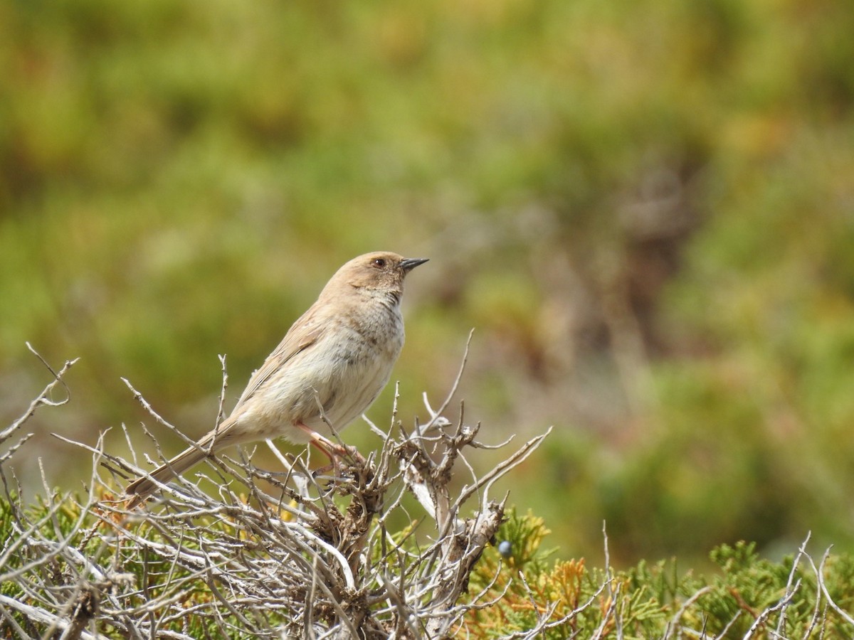 Mongolian Accentor - Filip Cwiok