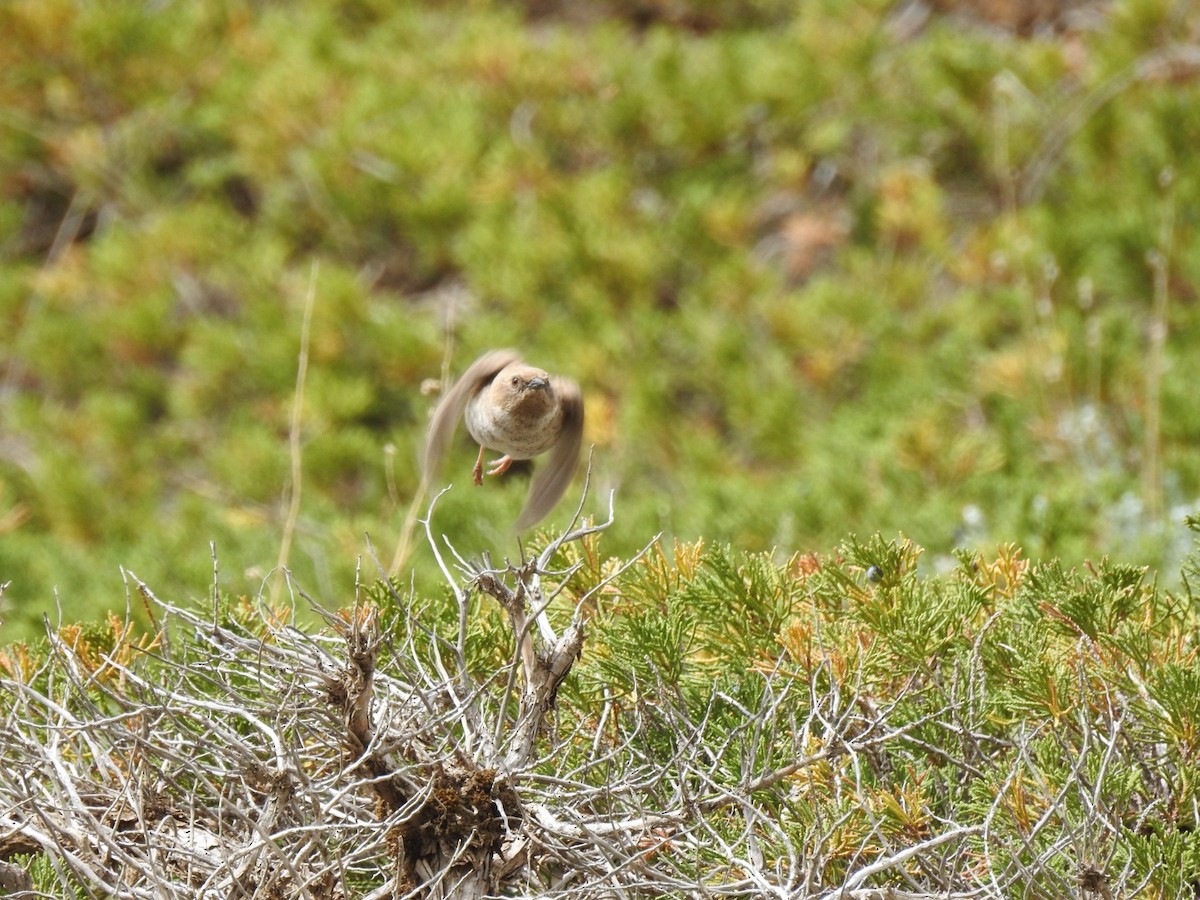 Mongolian Accentor - Filip Cwiok