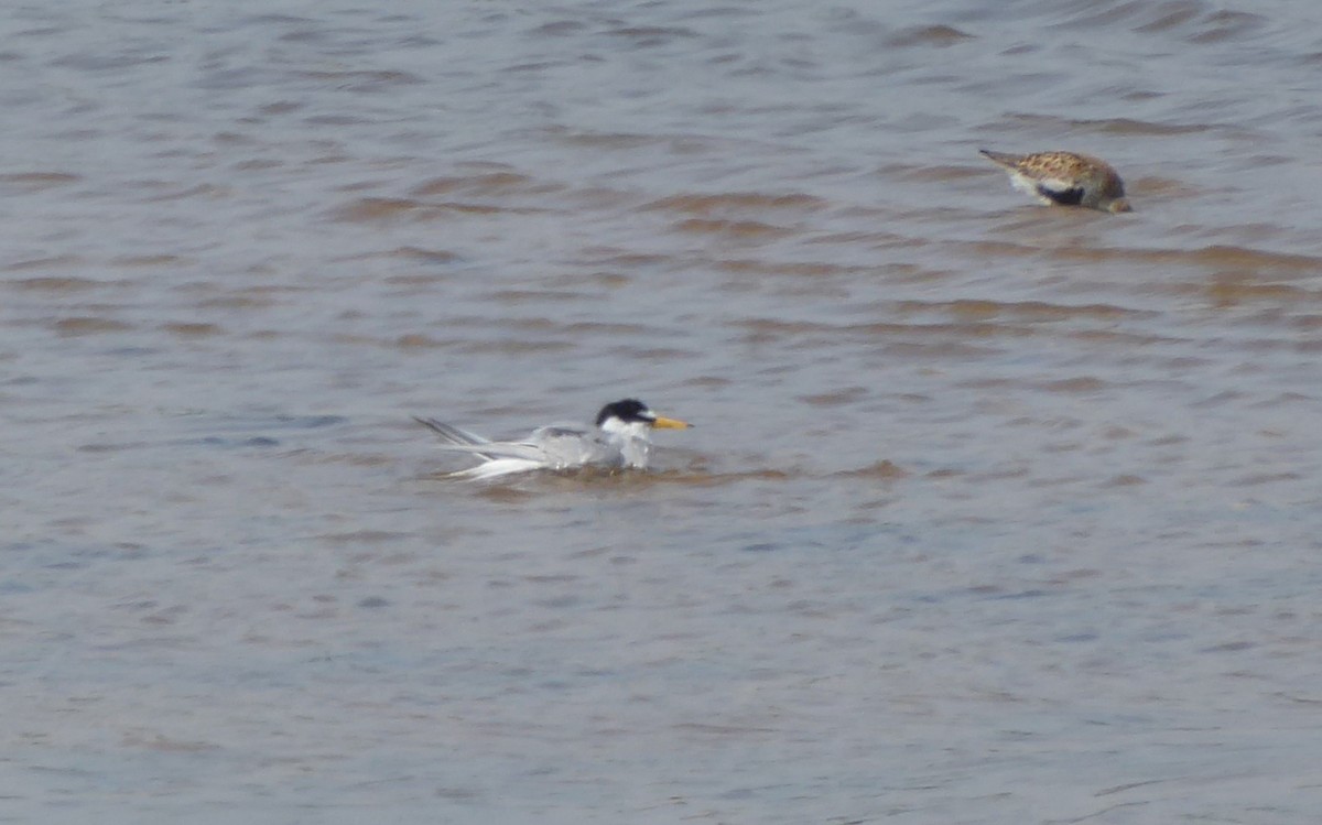 Little Tern - Jason Anderson