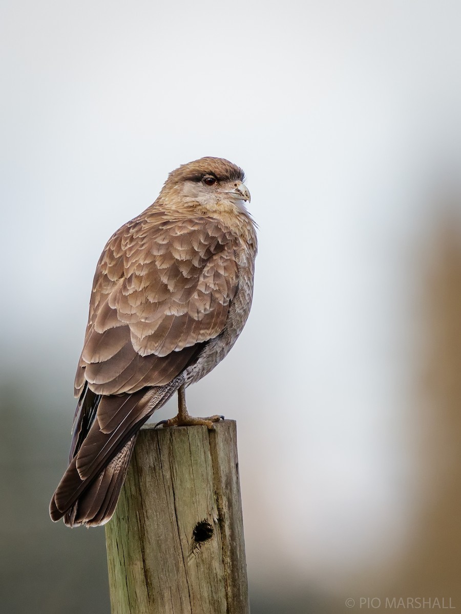 Chimango Caracara - Pio Marshall