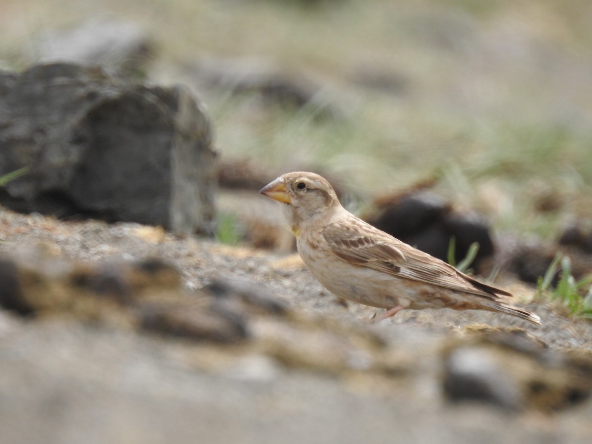 Rock Sparrow - Filip Cwiok