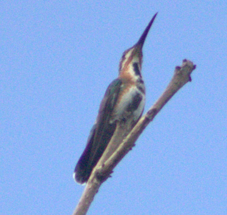 Green-breasted Mango - ML618821472