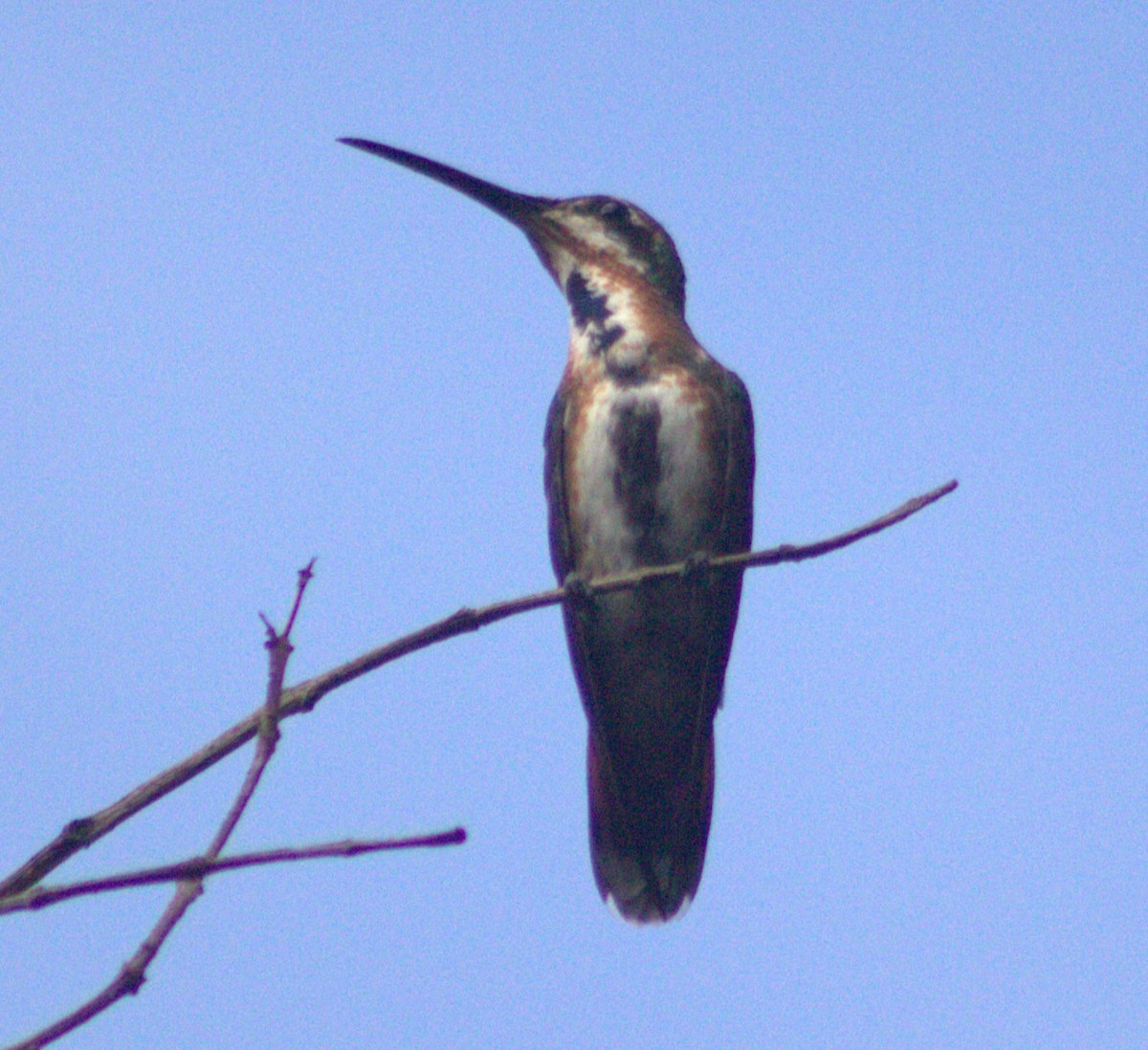 Green-breasted Mango - ML618821481