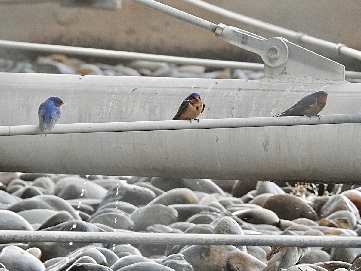 Barn Swallow - Mohini Rawool-Sullivan