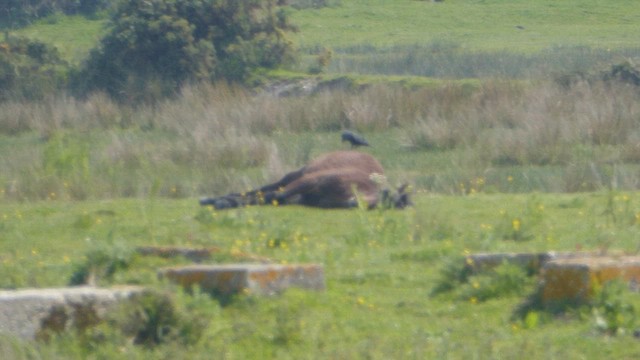 Küçük Karga - ML618821484