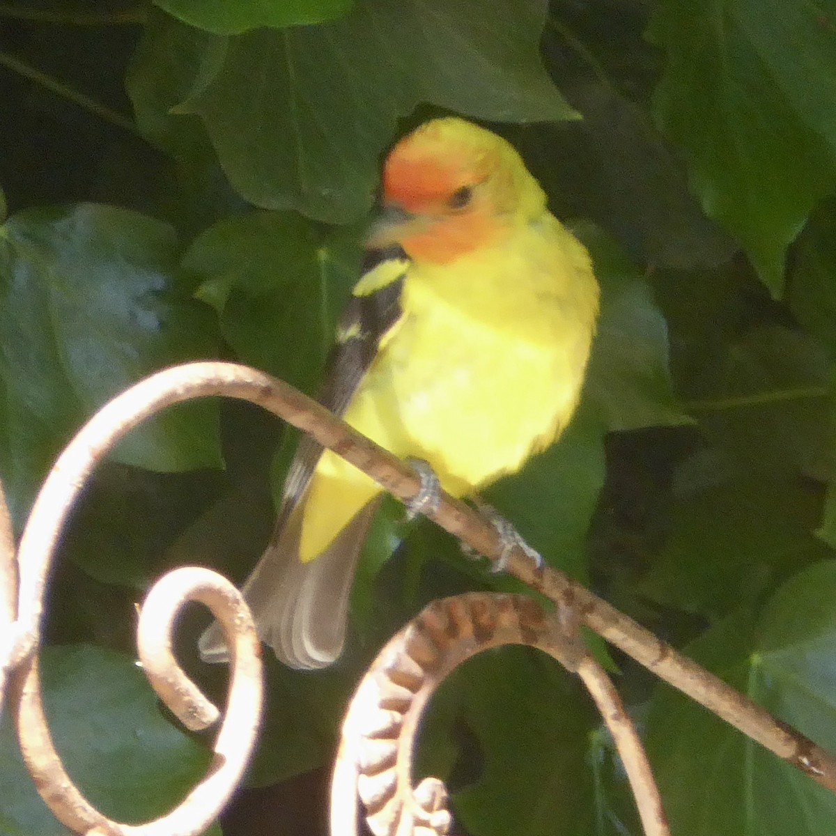 Western Tanager - ML618821491