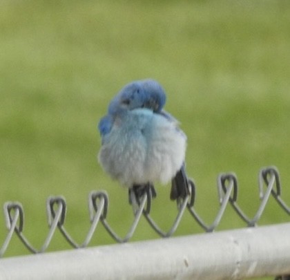 Mountain Bluebird - Mohini Rawool-Sullivan