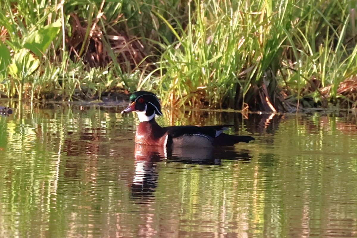 Wood Duck - Chad Cornish